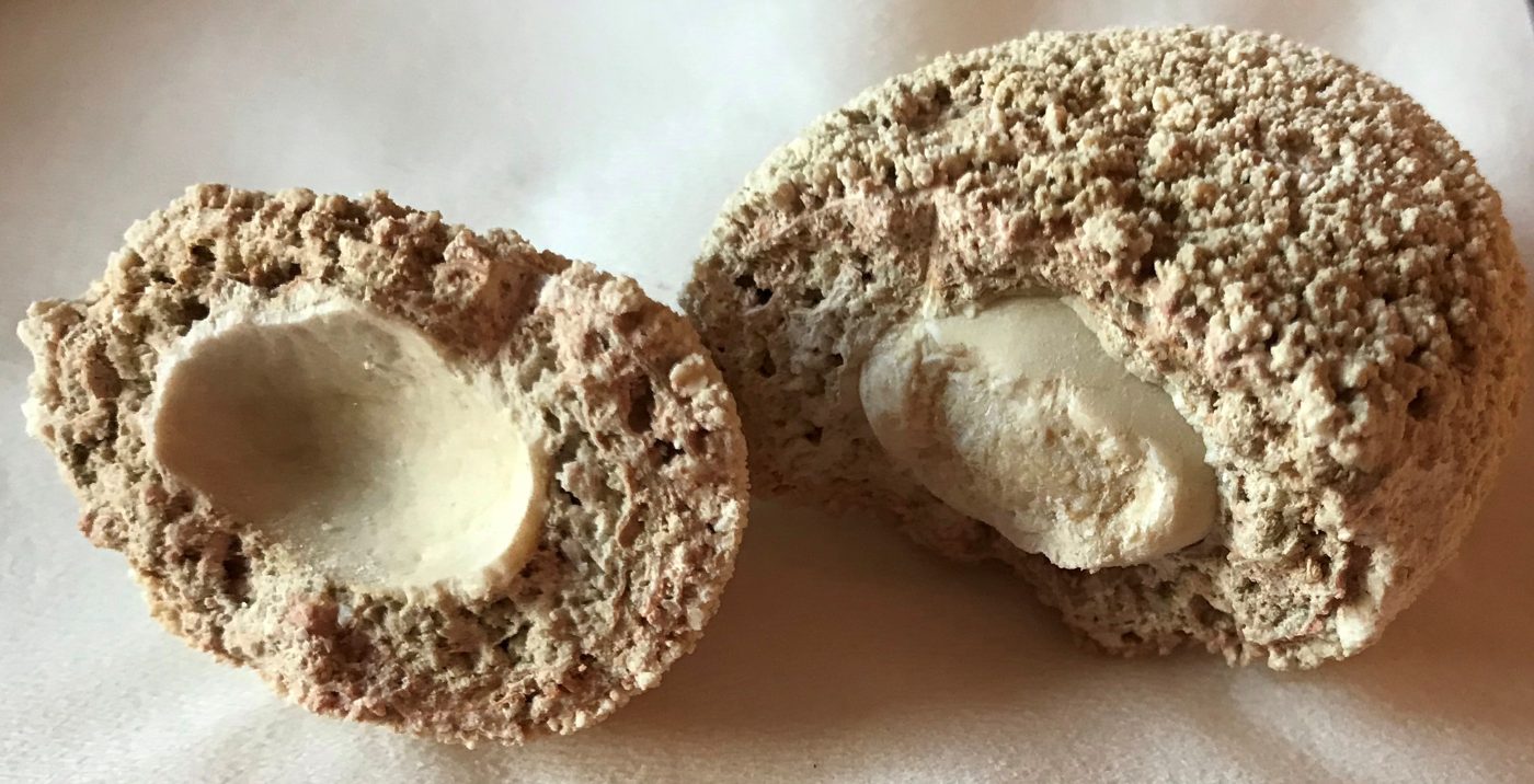 Kutyák, macskák húgyhólyag kövessége (urolithiasis)
